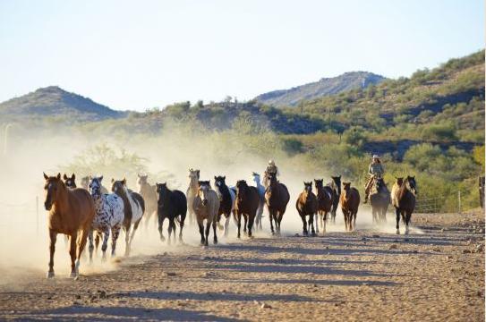Rancho De Los Caballeros Wickenburg Exterior photo